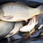 Největší moravský rybník Nesyt se nebude lovit! Letos v něm uhynulo 100 tun ryb za 5 milionů korun