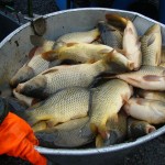 Až 3 500 000 korun na nové ryby! Rybáři na Moravě bojují o šťavnatou dotaci na zarybnění