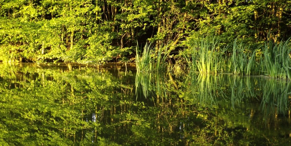 Rybníky, mokřady a tůně za 180 miliónů korun! Lesy České republiky investovaly do vodních ploch