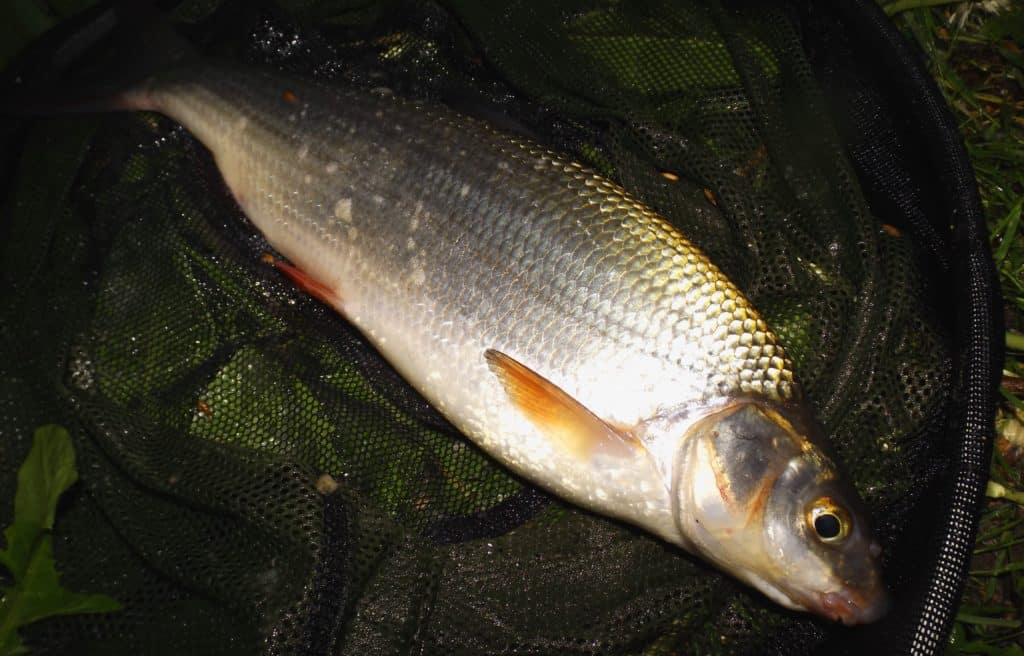 Vysazování původních ryb: kraj přispěl rybářům na ryby 150 000 korun