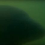 Video ze svazovky: Obrovští kapři na krmném místě! Jak se ryby chovají u krmení?