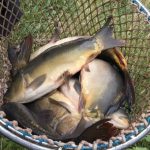 Nasazování ryb do svazových revírů: Rybáři se mohou těšit na metráky nových kaprů!