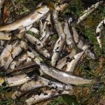 TRAGÉDIE: Pod vodní elektrárnou uhynulo 150 kilo ryb! Mezi nimi i chráněné druhy! Případ nikdo neřeší!