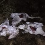 Neznámý pachatel zabil 5 labutí a vyřízl jim prsa! U mrtvých ptáků ležela i koňská kůže!