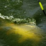 Rybaření se splávkem: Kapři na plavanou