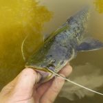 Rybaření se splávkem: Sumec na plavanou
