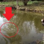 Nádherný amur! Teprve 12letý rybář natočil nádherné rybářské video o chytání amurů