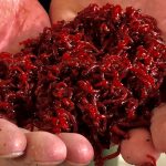 Krvavá vůně patentek: Přirozená potrava gigantických kaprů, která vysílá unikátní pach