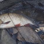 Zásah rybářské stráže: Rybáři na Orlíku si nechali zvláště chráněné jeseny a podměrečného kapra!