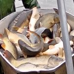 Letní nasazování ryb je v plném proudu! Rybáři do svazovek „sypou“ tuny nových kaprů