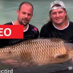 VIDEO: Rekordní kapr o váze 45,5 kilogramů! Podívejte se na úžasného kapra českých rybářů