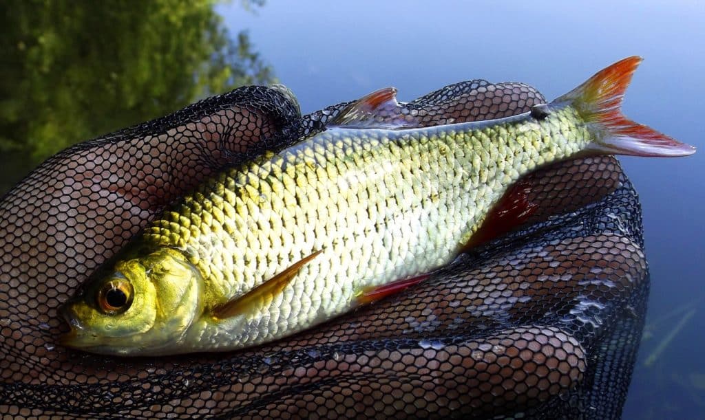 Nejzábavnější rybaření: na splávek s bičem chytíte desítky ryb za chvilku