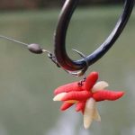 Luxusní nástraha na kapry z Anglie: Lákaví červi, které z háčku nestrhají ani menší ryby