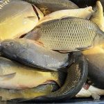 NASAZOVÁNÍ: Rybáři do revírů pustili tuny kaprů! Podzimní nasazování ryb odstartovalo!