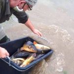 Nasazování ryb na Moravě: Rybáři nasazují nádherné kapry, ale i dravce! Kde se nasazují ryby?