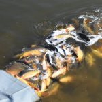 Nasazování ryb: Rybáři nasadili do svazovek 270 000 kilo kaprů! Nechybí ani dravci
