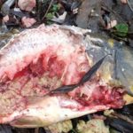 Těžký život rybářů: 770 chráněných vyder zmasakrovalo ryby za více jak 21 miliónů korun!  