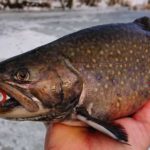 Rybaření na dírkách: 3 důvody, proč chytat ryby pod ledem na umělé nástrahy