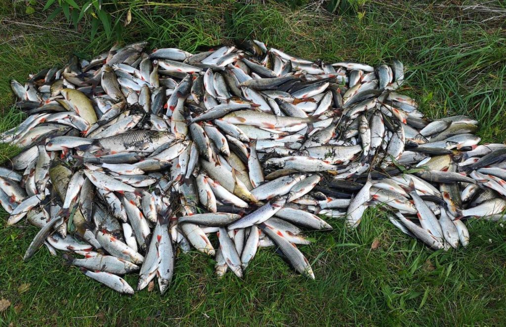 V rybách můžou být toxické látky! Rybáři prodlužují režim Chyť a pusť na Bečvě!