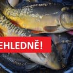 PŘEHLEDNĚ: Severočeští rybáři nasadili přes 290 000 kaprů! Zvýšil se počet candátů