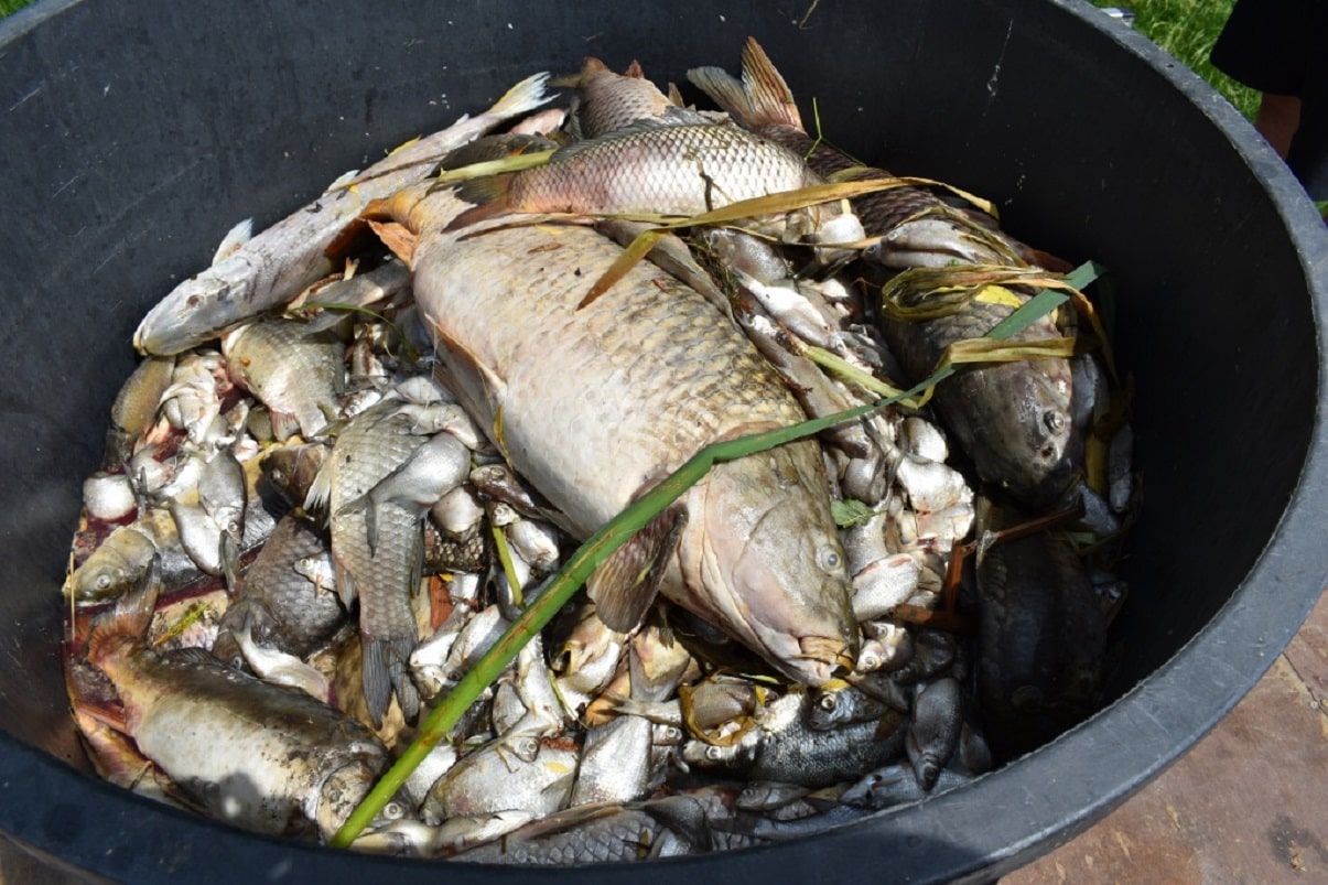 Mrtví trofejní kapři a štiky! V revíru uhynulo více jak 1000 kilo ryb! Proč?