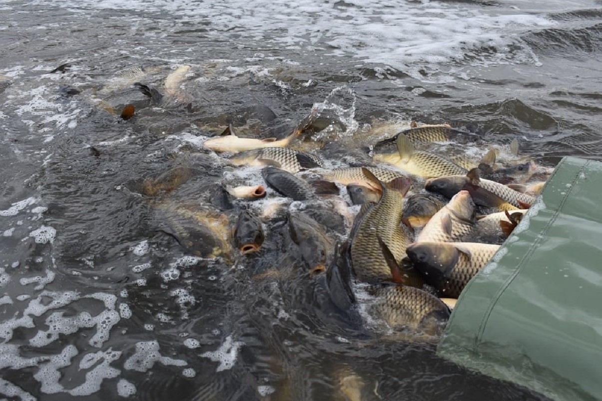 Ryby za 225 miliónů korun! Rybáři do svazových revírů nasadili přes 1,7 miliónů ryb!