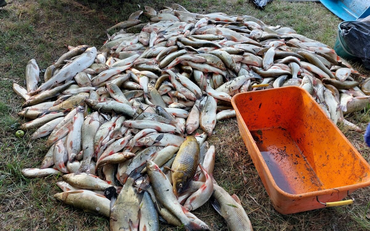 FOTO: Toxická látka pozabíjela 26 druhů ryb! Náprava potrvá až 10 let