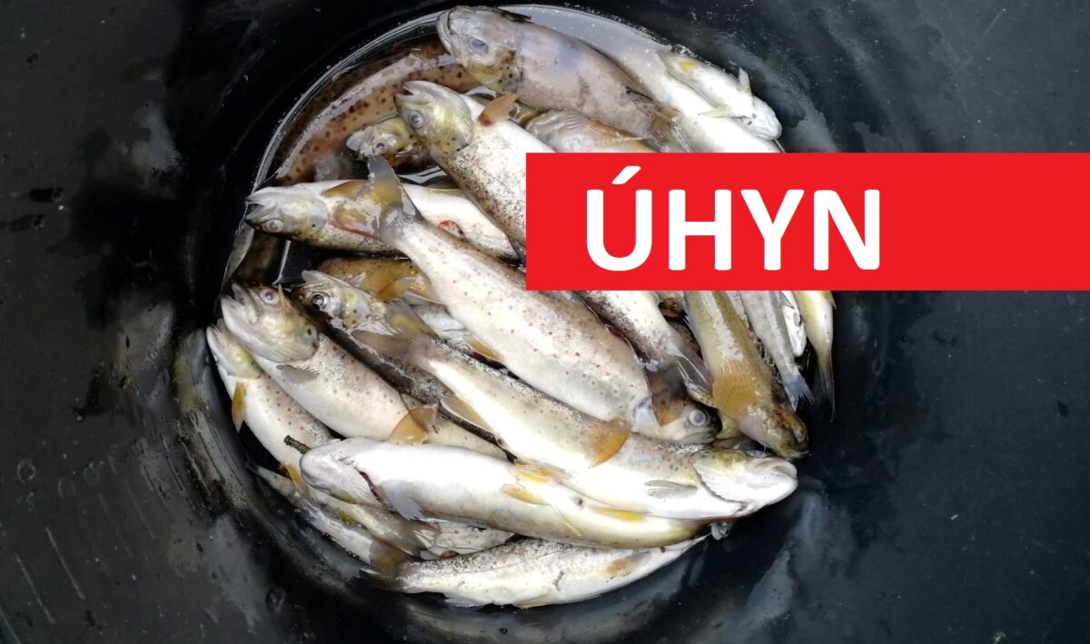 VIDEO: Masakr na Moravě! Nedostatek kyslíku ve vodě zabil stovky ryb