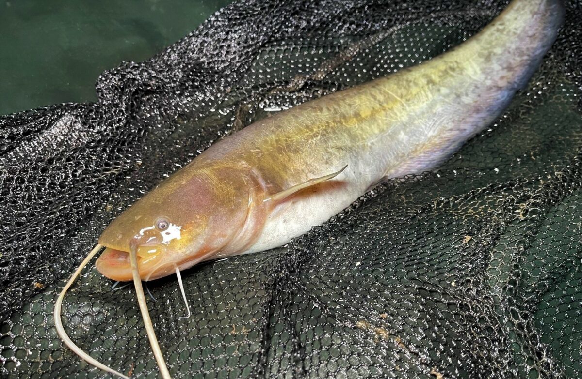 Na Moravě uhynul obrovský sumec, podle svědka ryba vážila přes 100 kilo