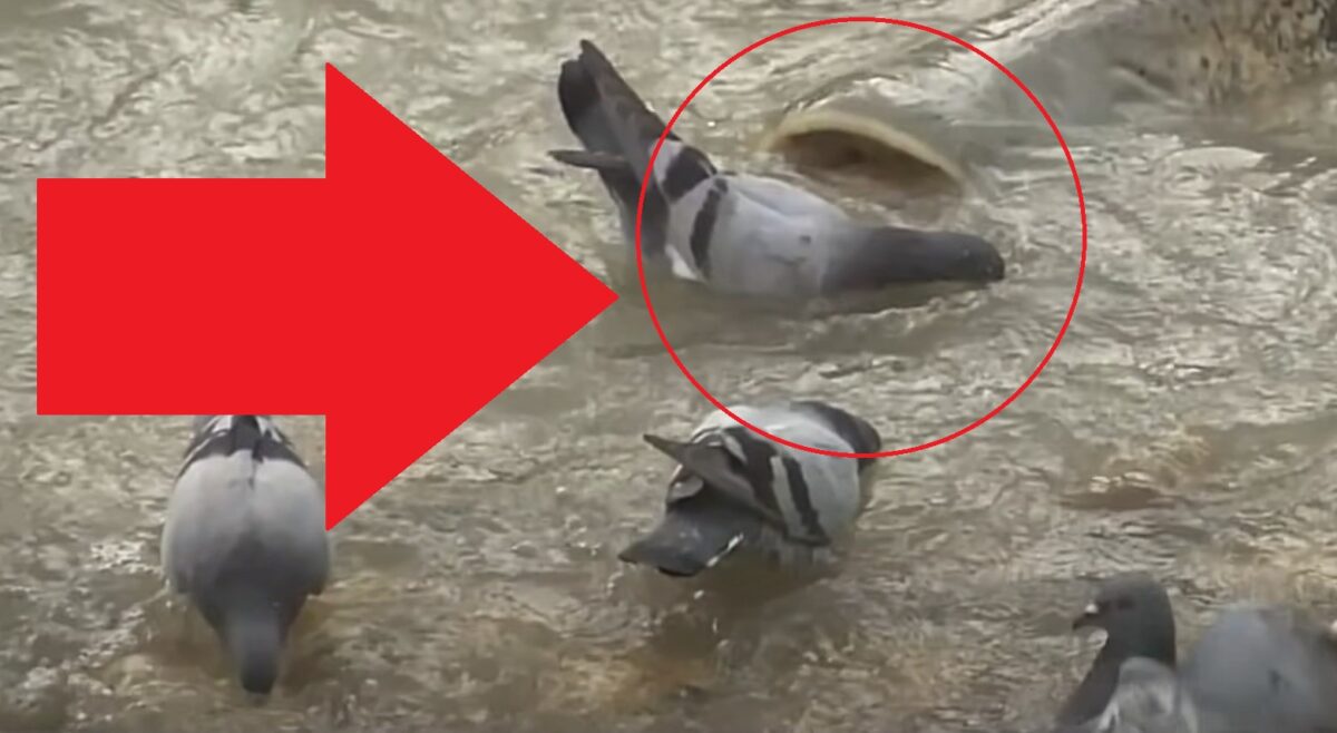 VIDEO: Sumec útočí na holuby u vody! Podaří se mu nějakého ulovit?