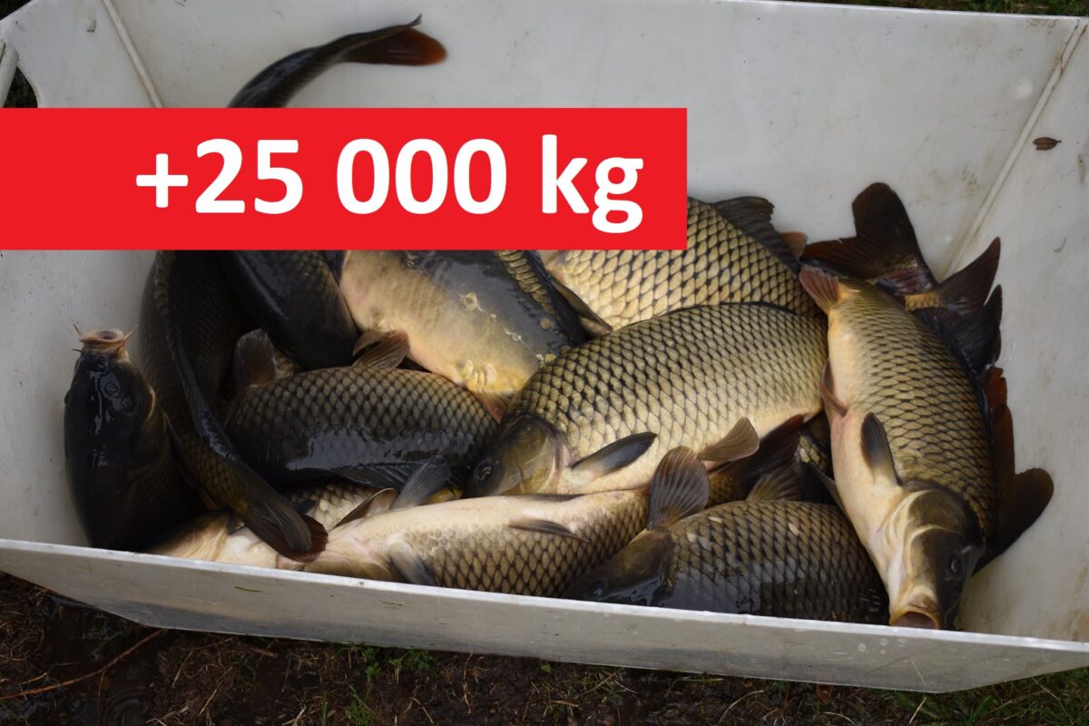 Více jak 25 000 kilo nových kaprů! Podzimní nasazování ryb je v plném proudu!