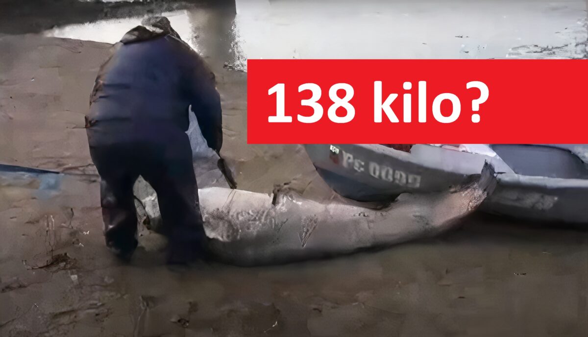 VIDEO: Monstrózní sumec o váze 138 kilo a délce 278 čísel? Mrkněte na video z Bulharska