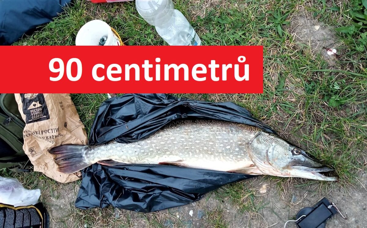 Rybář zabil trofejní štiku, i když ji musel pustit! Na vodě si už nikdy nezachytá
