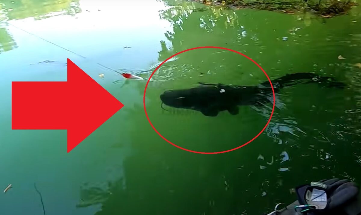 VIDEO: Brutální útoky sumců na hladině! Může být v rybaření větší adrenalin?