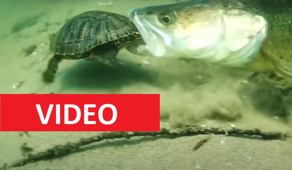 VIDEO: Dechberoucí útoky candátů na želvu nebo raka! Viděli jste někdy něco podobného?