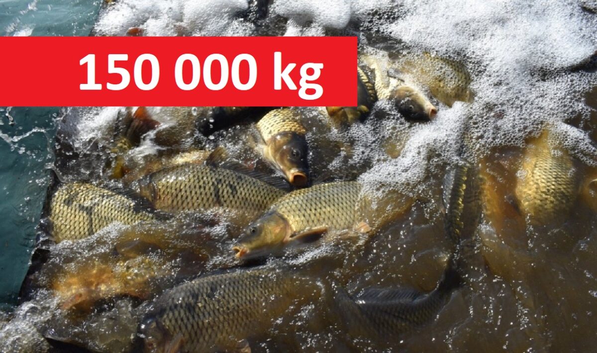 Přes 150 000 kilo nových kaprů! Vrcholí podzimní nasazování ryb