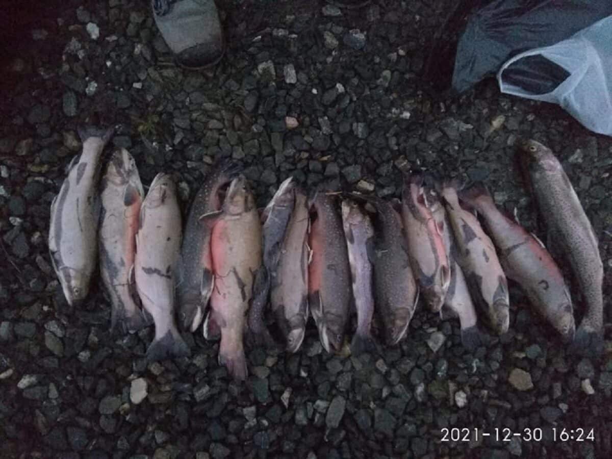 Řádění masařů: Nezapsali ponechané ryby! Na vodě si 3 roky nezachytají