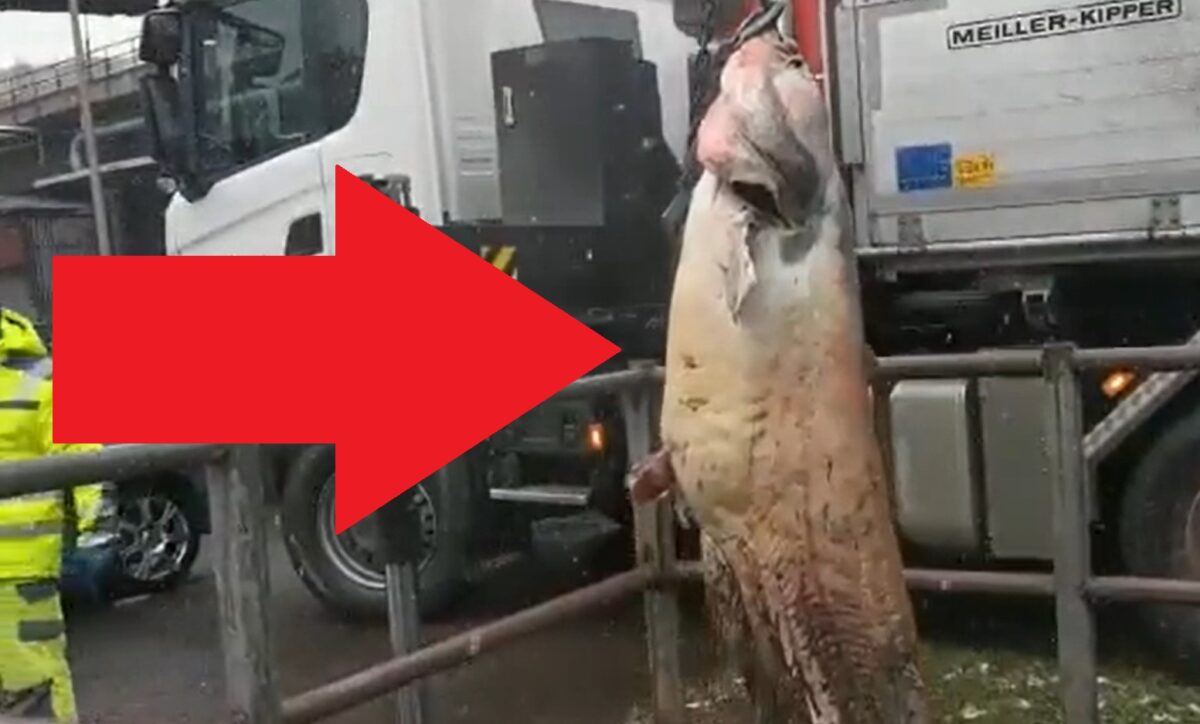Šílené video: Gigantický sumec ucpal potrubí ve fabrice! Ryba měřila 250 centimetrů