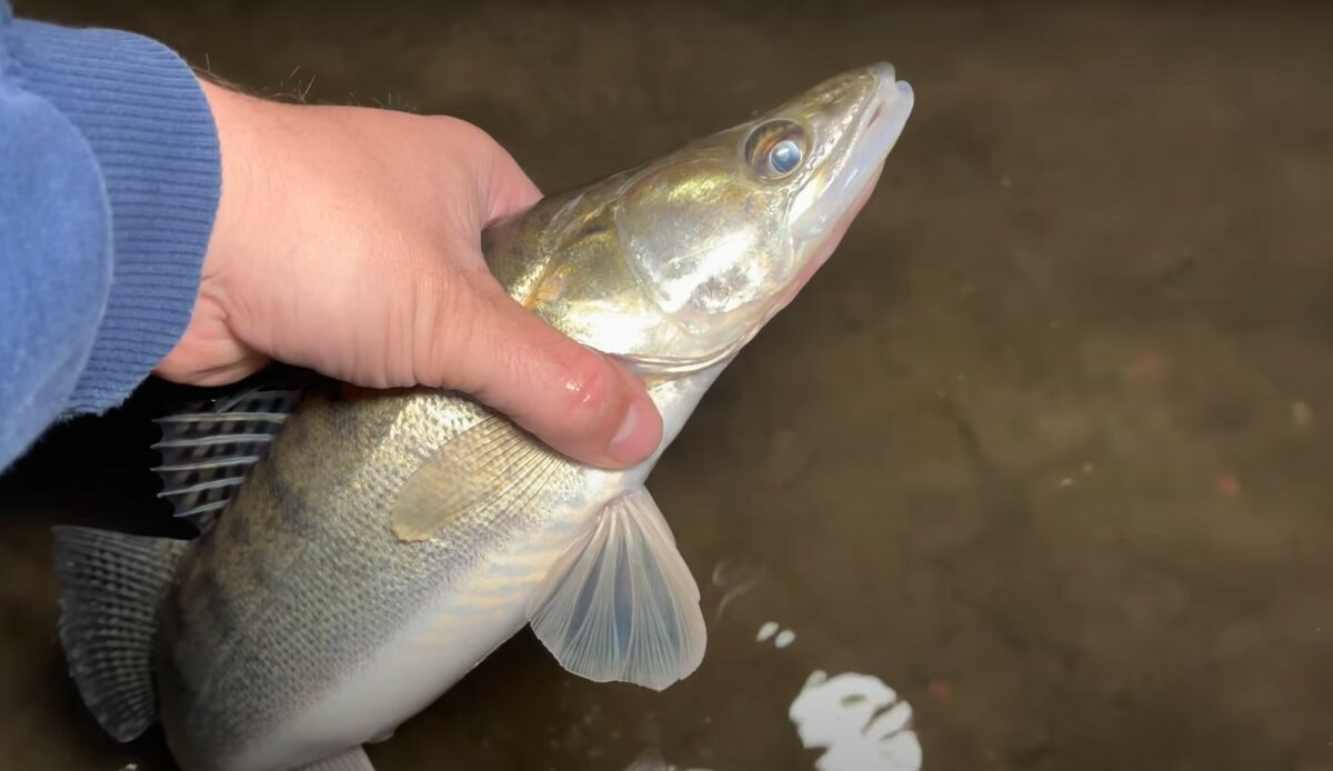 Plovoucí mrtvá rybička na candáty: Trik, díky kterému mají rybáři více záběrů