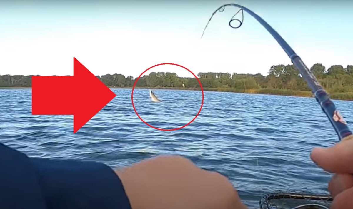 Monstrum! Rybář chytil gigantickou štiku o délce 127 centimetrů! Vyskočila nad hladinu!