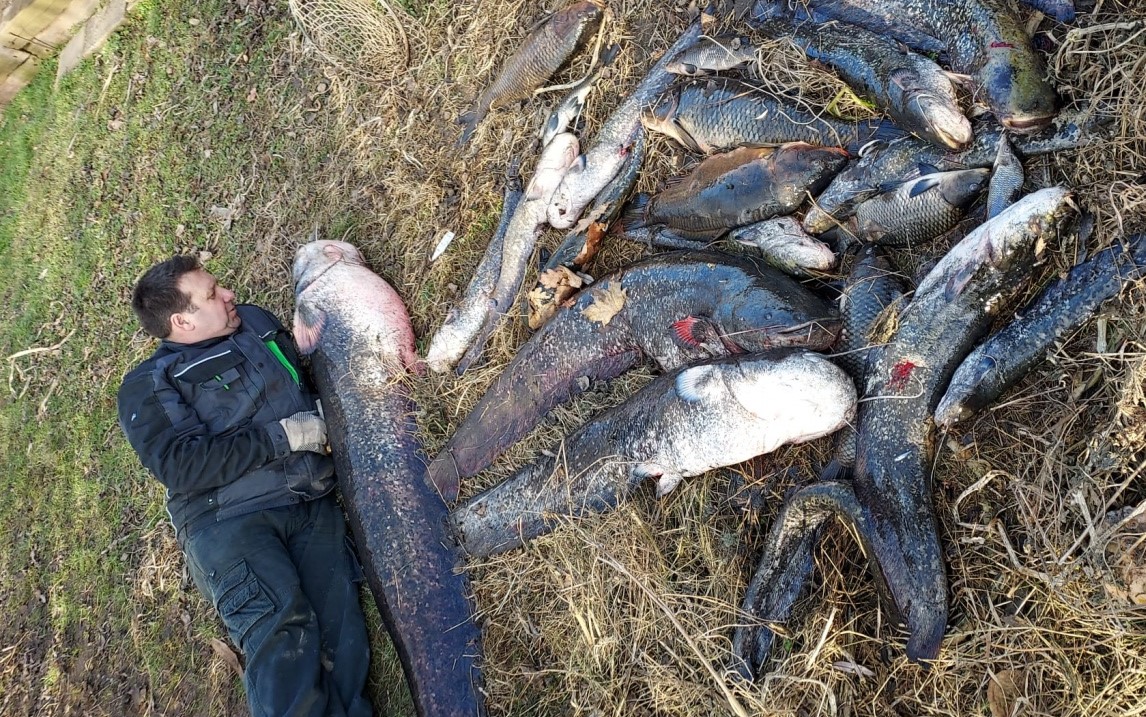 Masakr trofejních ryb na Labi! Do řeky unikla toxická látka, která zabíjela ryby