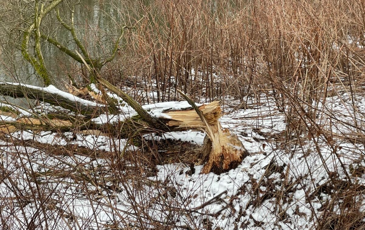 Budou v Brně oplocené stromy? Bobři u řeky Svratky poškozují vzrostlé stromy