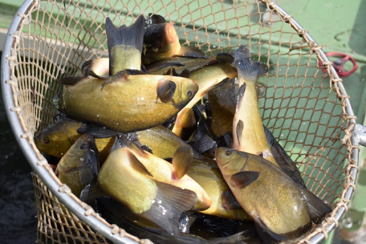 Odškodnění za otravu ryb: Papírny ve Štětí zaplatí násobně více než byla vyčíslená škoda