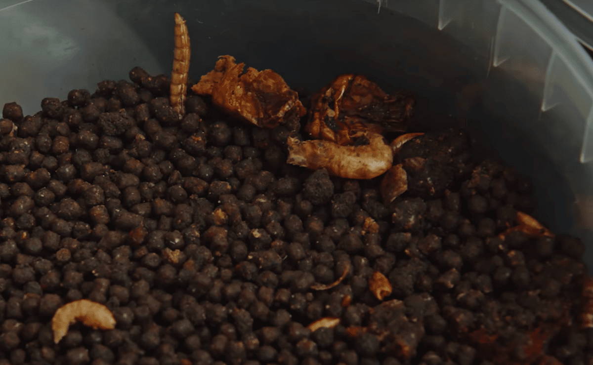 Přirozená potrava v krmení na ryby: Sušení červi, kobylky nebo komáři dokážou divy
