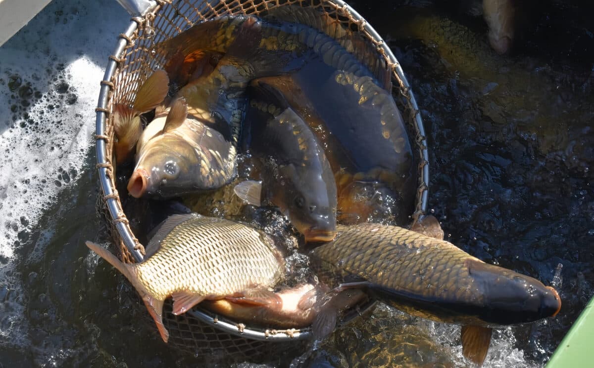 Velké nasazování ryb: Rybáři do revírů rozváží tuny kaprů, nasazují se i dravci