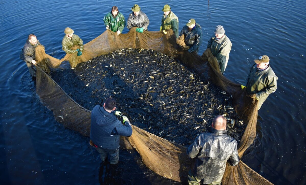 Tvrdá rybářská práce: Takhle rybáři „vyrábí“ ryby do svazových vod za milióny korun