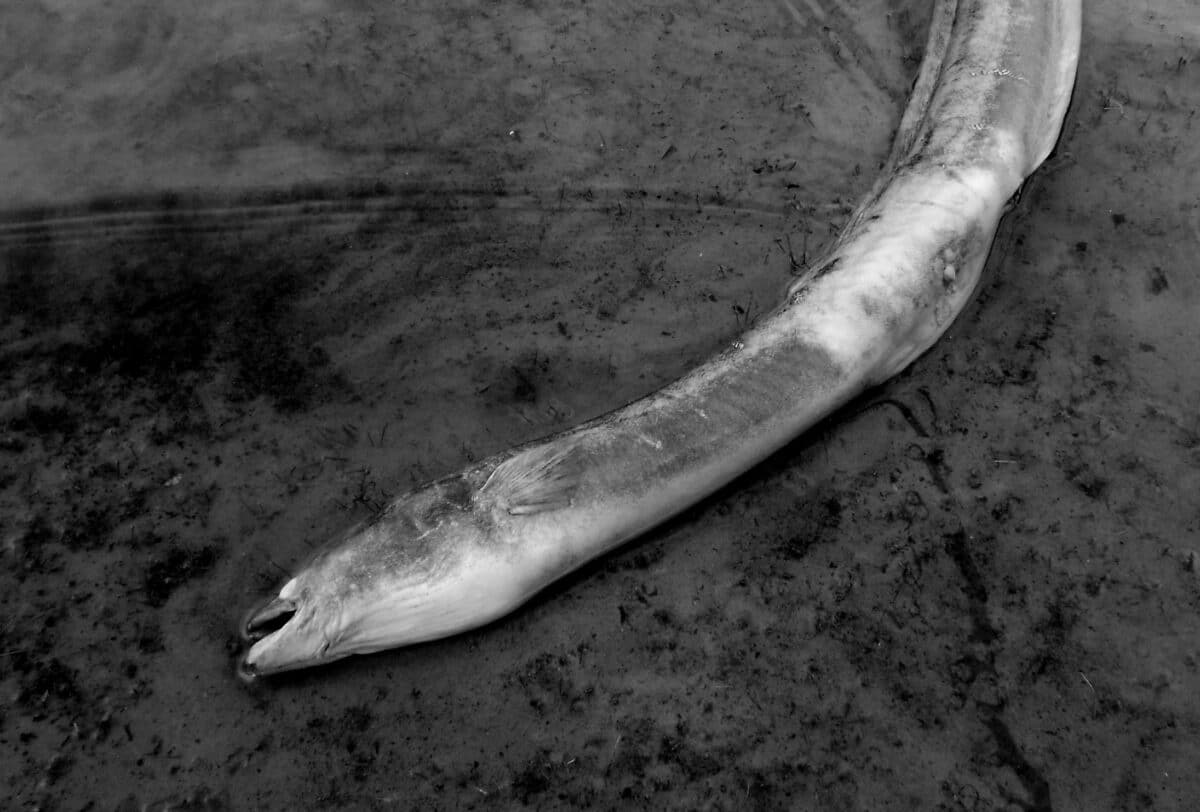 Mrtví sumci, candáti a štiky: Rybáři vytáhli u Labe až 8 metráků rybích mršin