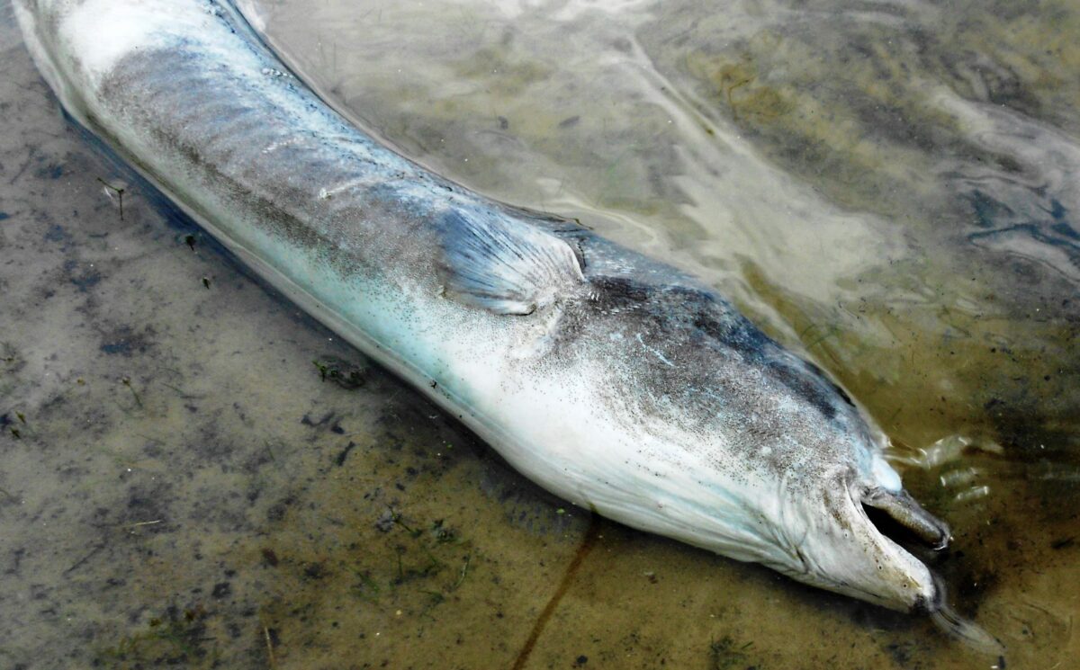 Už 200 tun mrtvých ryb: Rybáři vytáhli z polské Odry obrovské množství zdechlin