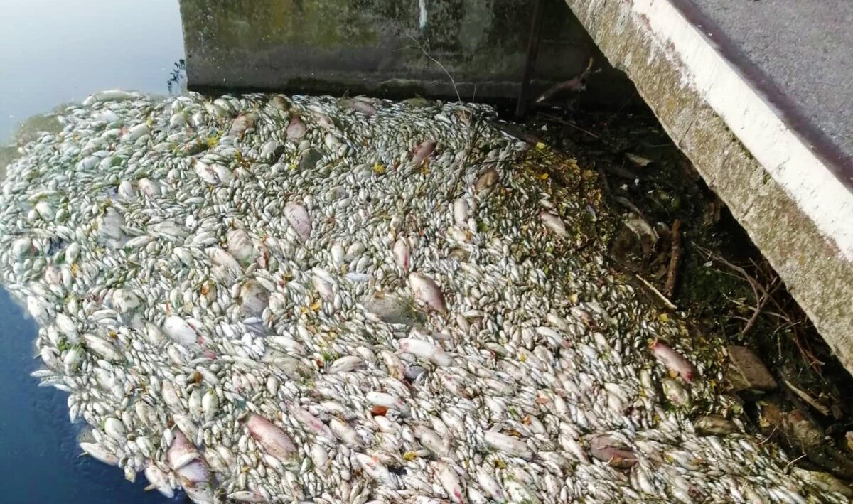 Další tuny mrtvých ryb: Na Dyji došlo k druhému úhynu, rybáři viní elektrárnu