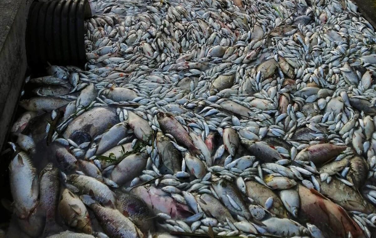 Katastrofa na Dyji: Rybáři vytáhli už 40 tun mrtvých ryb, další jsou ve vodě